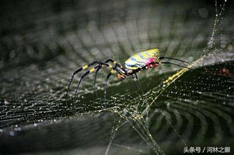 蜘蛛如何結網 蓮塘口岸代收